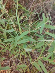 Melhania oblongifolia