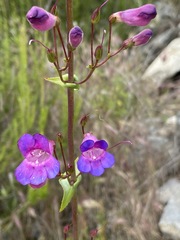 Penstemon spectabilis spectabilis