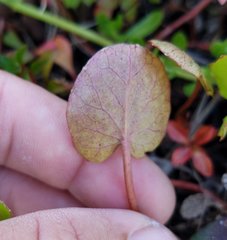 Centella