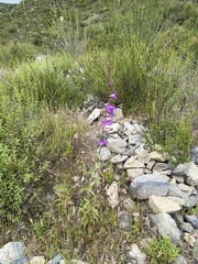 Penstemon spectabilis spectabilis