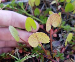 Centella