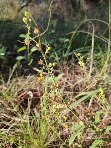 Sida rohlenae observed 2020-03-20