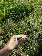 Rhynchospora