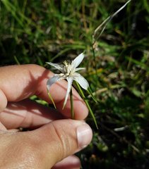 Rhynchospora