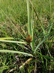 Cyperus ligularis image