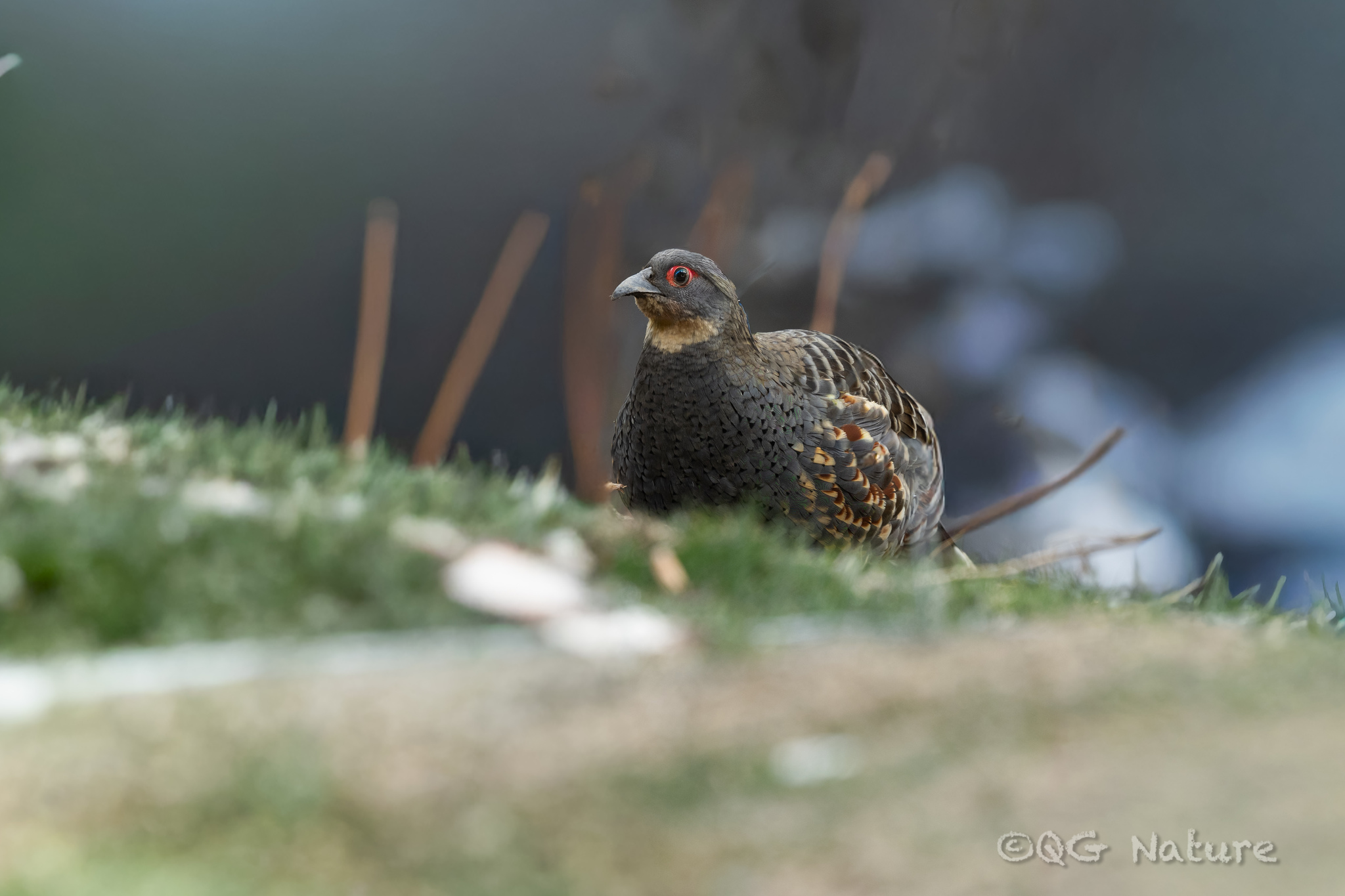 Buff-throated Monal-Partridge (Tetraophasis szechenyii), photo 1