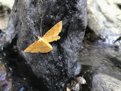 Eumelea rosalia