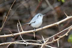 Cuban Gnatcatcher photo 2