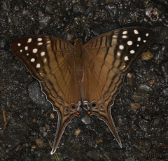 Marpesia merops