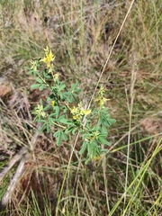 Crotalaria medicaginea