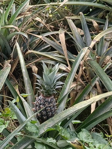 pineapple