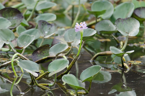 Pontederia rotundifolia, photograph 2