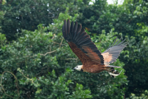 Black-collared Hawk (Busarellus nigricollis)