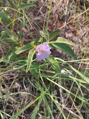 Solanum cunninghamii