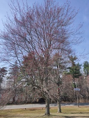 Acer rubrum