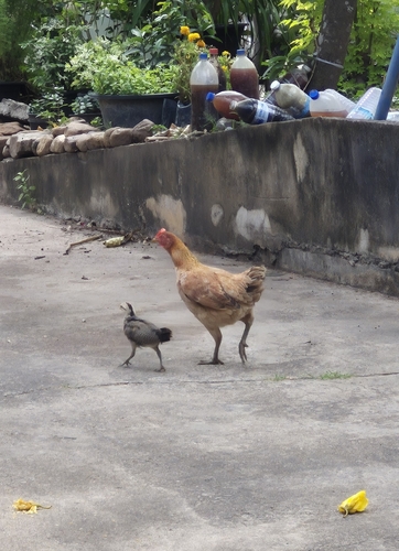Domestic Chicken