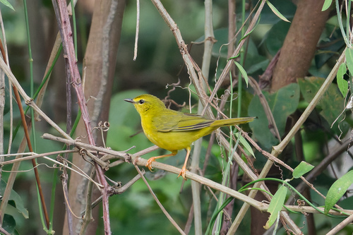Flavescent Warbler (Myiothlypis flaveola)