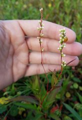 Persicaria hydropiperoides