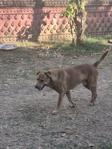 Domestic Dog