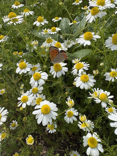 Small Copper