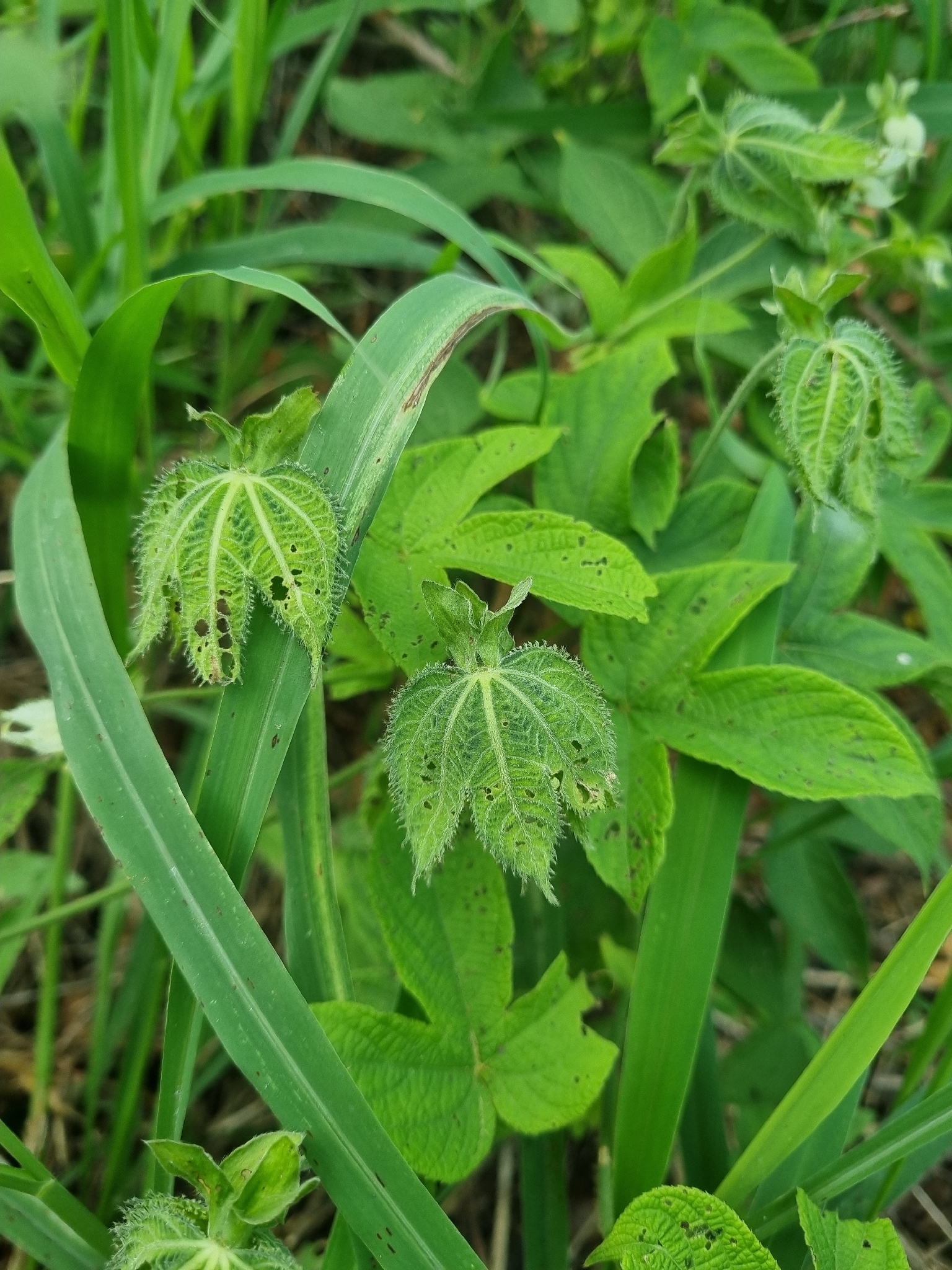 Dalechampia pernambucensis
