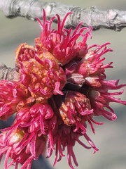 Acer rubrum