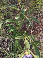 Solanum cunninghamii