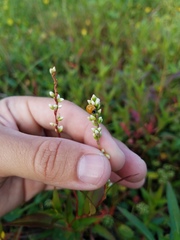 Persicaria hydropiperoides