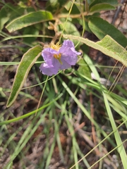 Solanum cunninghamii