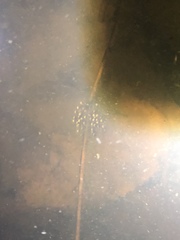 Ambystoma jeffersonianum