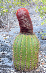 Melocactus intortus