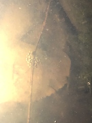 Ambystoma jeffersonianum