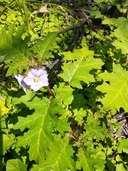 Solanum prinophyllum
