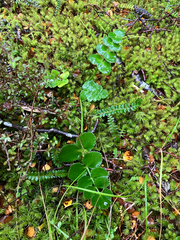 Gingidia montana, photograph (c) Cara-Lisa Schloots, some rights reserved (CC BY)