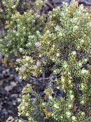 Brachyglottis cassinioides