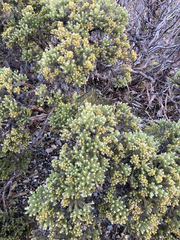 Brachyglottis cassinioides, photograph (c) Cara-Lisa Schloots, some rights reserved (CC BY)