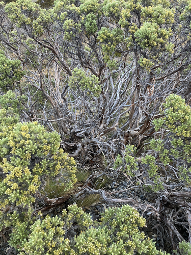 Brachyglottis cassinioides, photograph 4