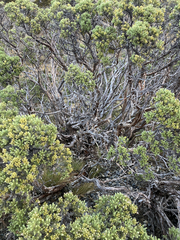 Brachyglottis cassinioides, photograph (c) Cara-Lisa Schloots, some rights reserved (CC BY)