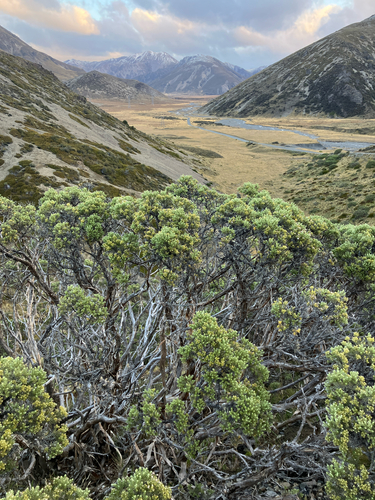 Brachyglottis cassinioides, photograph 3