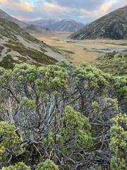 Brachyglottis cassinioides, photograph (c) Cara-Lisa Schloots, some rights reserved (CC BY)