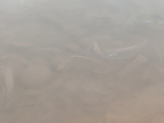 Oreochromis niloticus