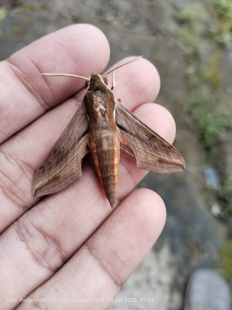 Swinhoe's Striated Hawkmoth (Hippotion rosetta)
