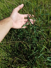 Macroptilium