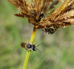 Halictus poeyi