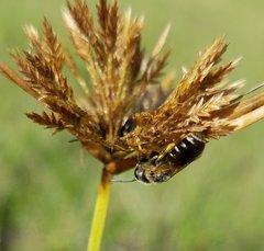 Halictus poeyi