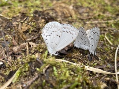 Celastrina ladon