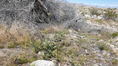 Chylismia claviformis aurantiaca