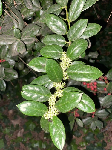 Chinese holly (Ilex cornuta)