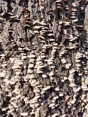Trichaptum abietinum