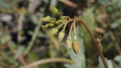 Chylismia claviformis aurantiaca